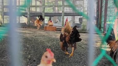 Kümesteki tavuklar. Yiyeceklerle beslenmek, yürümek ve kanat çırpmak. Tarım, çiftlik hayvanları ve çiftlik hayatı kavramı.