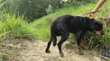 Köpeğin kafasından tasmayı çıkarmaya çalışan bir adam. Açık hava aktivitesi ya da evcil hayvan bakımı.