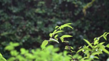 Bir bahçedeki yeşilliklerin ve yeşilliklerin üzerine yağmur yağıyor.. 