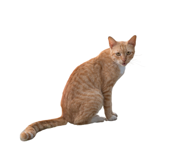 Tekir kedi, poz ver. Şeffaf arkaplanda izole.