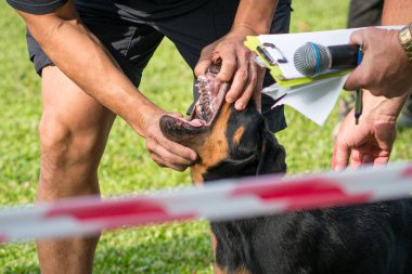 Köpek şovu yargıcı köpek dişlerini kontrol ediyor. Açık hava etkinliği.