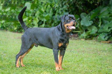 Tarlada duran Rottweiler köpeği, maço ve yakışıklı görünüyor..