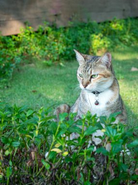 Bahçedeki yeşil bitkilerin arkasında oturan bir kedi. Bir sürü tavırla kameradan uzağa bakıyor..