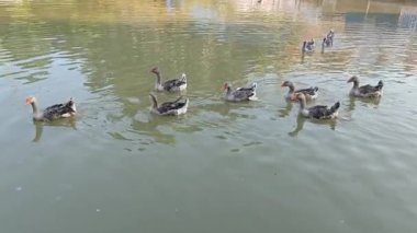 Vahşi gri kazlar su birikintisinde rahatça yüzerler..