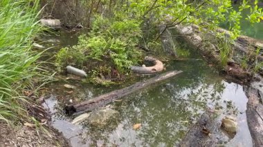 Devrilmiş ağaçlarla dolu göl ve kullanılmış plastik şişelerle kirletilmiş.