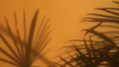 Palmiye yaprağının gölgesi hafif esintiden dolayı hareket eder, ışık ve gölge arasındaki hassas etkileşim.