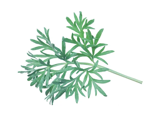 Artemisia Assenzio Fresco Isolato Fondo Bianco — Foto Stock