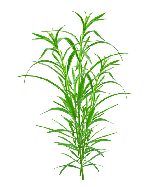 新鲜草本植物 在白色背景上被分离出来的角叉菜 — 图库照片