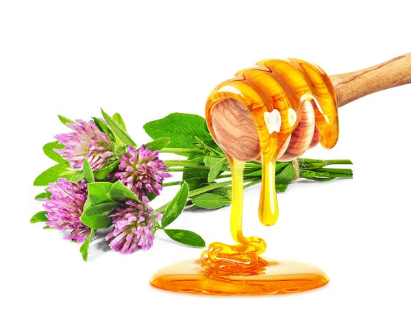 Clover Herb Honey Trifolium Pratense Isolated White Background — Stock Photo, Image
