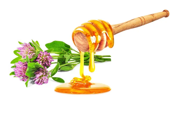 Clover Herb Honey Trifolium Pratense Isolated White Background — Stock Photo, Image