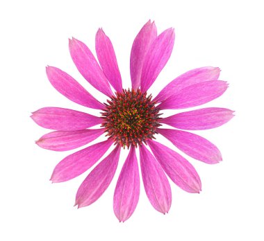 Mor koni çiçeği beyaza izole edilmiş.