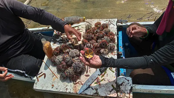 clean fresh sea urchin on a boat, Filipiny