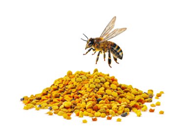 Beyaz arka planda izole çiçek poleni ve arı