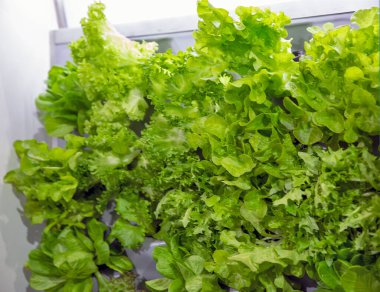 Çeşitli türde taze marul yaprakları yakın plan.