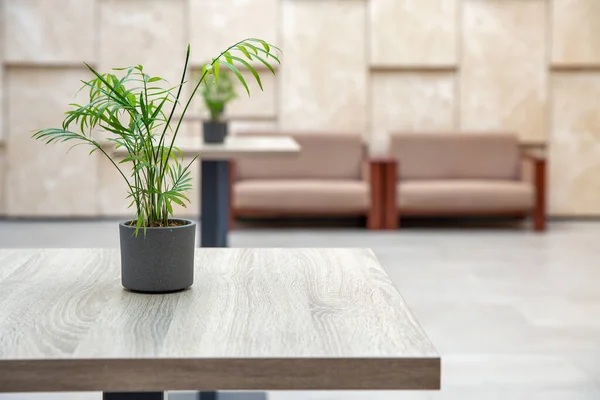 Empty Modern Hotel Welcome Lounge High Tables Sofas Indoor Plants — Stock Photo, Image