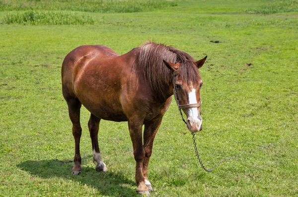 Einsames Braunes Pferd Auf Der Weide Großaufnahme — Stockfoto
