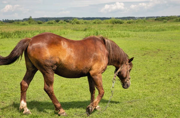 Cavalo Castanho Solitário Pastando Prado Closeup — Fotografia de Stock