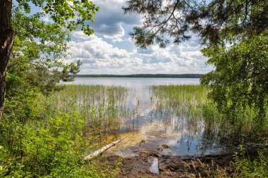 Ukrayna 'nın Rivne bölgesindeki Beyaz Göl kıyısına bak.