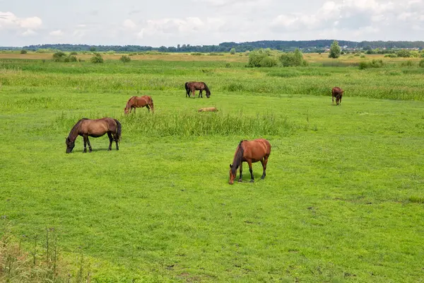 Herde Brauner Pferde Weidet Auf Der Weide Großaufnahme — Stockfoto
