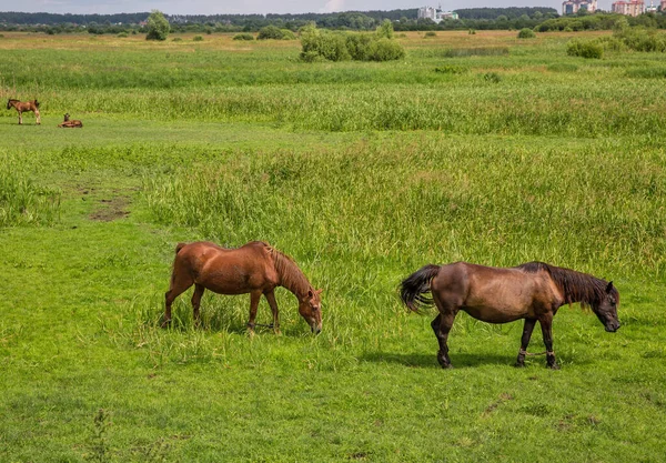 Herd Van Bruine Paarden Grazen Het Weiland Close — Stockfoto