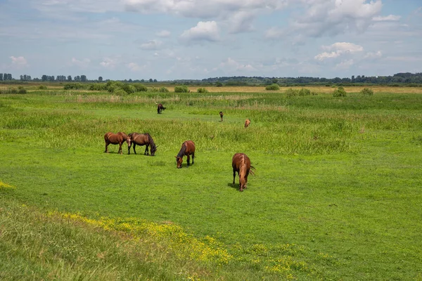 牧草地の近くの茶色の馬の放牧の群れ — ストック写真