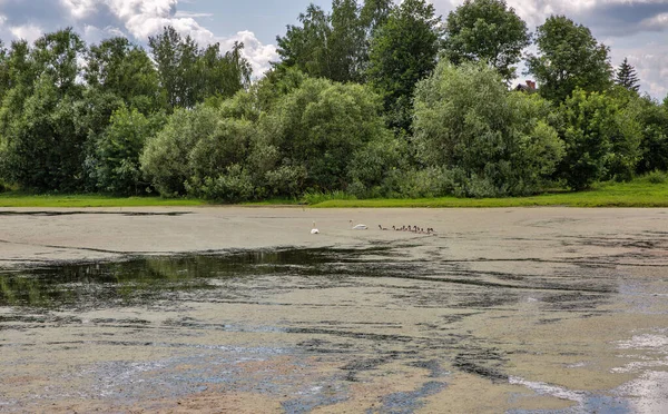 Paysage Avec Petit Lac Recouvert Asclépiade Paire Cygnes Avec Dix — Photo