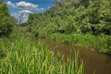 Kanyondaki Smotrych Nehri 'ne bak. Kamianets-Podilskyi, Ukrayna.