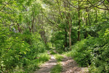 Ulusal Park Podilski Tovtry, Ukrayna 'daki Dnister nehri üzerindeki Bakota rezervuar ormanı.