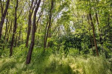 Ulusal Park Podilski Tovtry, Ukrayna 'daki Dnister nehri üzerindeki Bakota rezervuar ormanı.