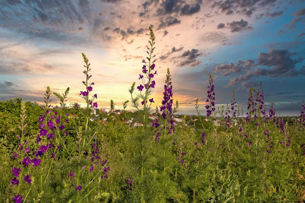Violet wildflowers on the background of the dramatic sunset