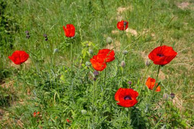 Vahşi kırmızı gelincikler tarlada çiçek açıyor.