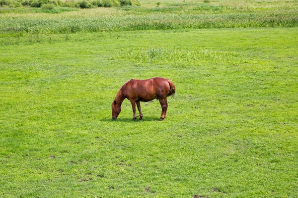 Brązowy Koń Poplątanymi Nogami Wypasany Łące Zbliżenie — Zdjęcie stockowe