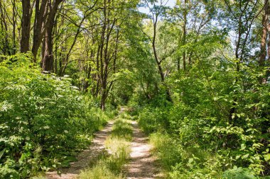 Ulusal Park Podilski Tovtry, Ukrayna 'daki Dnister nehri üzerindeki Bakota rezervuar ormanı.