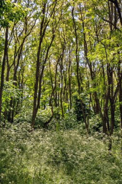 Ulusal Park Podilski Tovtry, Ukrayna 'daki Dnister nehri üzerindeki Bakota rezervuar ormanı.