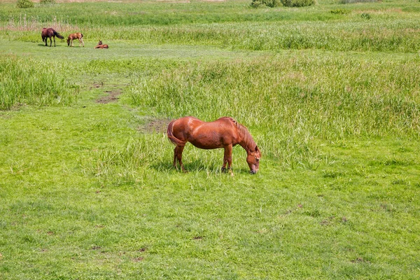 Kawanan Kuda Coklat Merumput Padang Rumput Closeup — Stok Foto