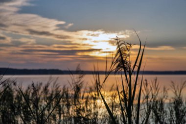 Ssunrise güneşi Ukrayna 'nın Rivne bölgesindeki Beyaz Göl' deki akıntılara bakıyor.