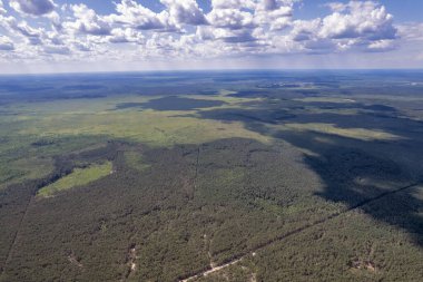 Ukrayna 'nın Rivne bölgesindeki orman üzerinde hava aracı görüntüsü.