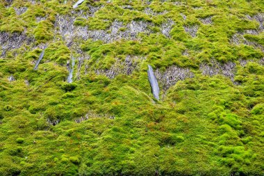 Islak sazdan çatı arkaplanı ve yosun kapağı.