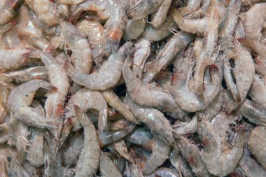 Taze donmuş karidesler yakın plan.