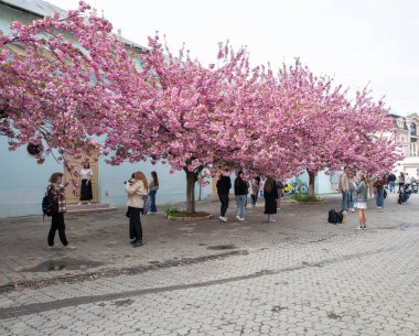Uzhhorod, Ukrayna - Nisan 06, 2024: İnsanlar Teatralna veya Evgeniy Fencik Meydanı 'ndaki bahar ağaçlarını ziyaret ediyor.