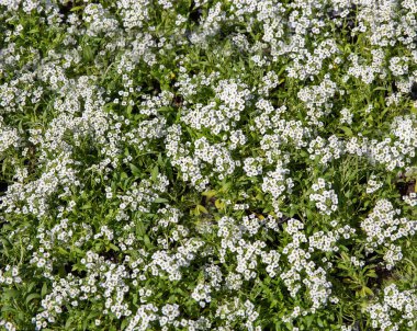 White phlox, blossoming spring flowers background closeup. Creeping phlox, Moss phlox. clipart