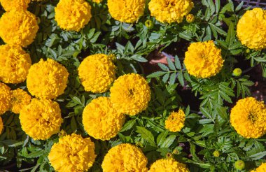Marigold sarı çiçekleri arka planı kapatır. Marigold, Calendula narin, dalgalı yapraklar ve eğreltiotu yapraklı kalın bir oyuk gövde ile çevrili küçük çiçeklerdir..