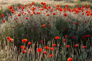 Şafak vakti çayırlı ve gelincikli manzara
