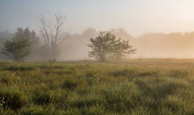 Ros nehri üzerinde pus ile Yaz erken sabah manzara, Ukrayna.