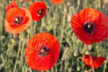 Şafak vakti arılarla çiçek açan haşhaş tarlası