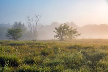 Ros nehri üzerinde pus ile Yaz erken sabah manzara, Ukrayna.