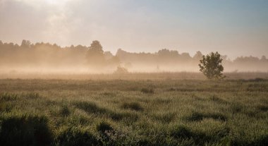Ros nehri üzerinde pus ile Yaz erken sabah manzara, Ukrayna.