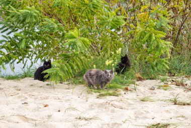 Kumlu sahildeki çalılıklarda kedileri olan kedi ailesi.