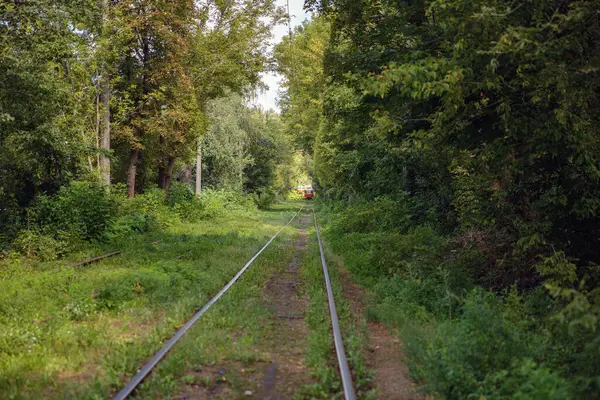 Ukrayna, Kyiv 'de ormandan geçen uzun tramvay rayları..