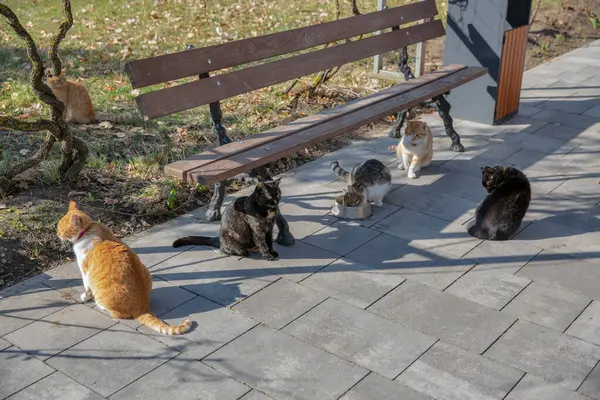 Bir grup sokak kedisi güneşin altında bir besleyicinin yanında..